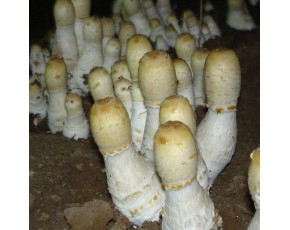 鸡腿菇菌种、菌棒、原种、母种、菌包