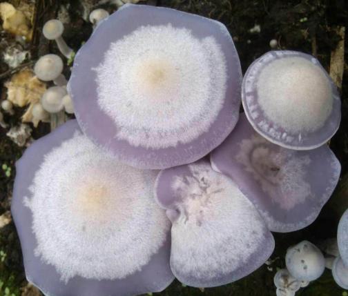 黑龍江：花臉香蘑大田商業(yè)化生產(chǎn)技術(shù)取得突破