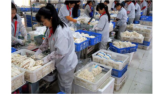 江西：贛州工廠化食用菌遠銷海外