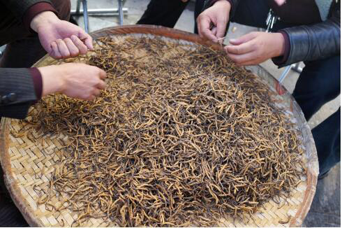 西藏：虫草市场升温 价格3万到20万元一斤