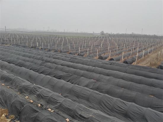 河南：九龍實(shí)業(yè)公司流轉(zhuǎn)土地建立羊肚菌種植研發(fā)基地