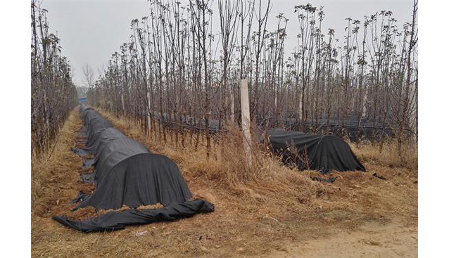 河南：九龙实业公司流转土地建立羊肚菌种植研发基地