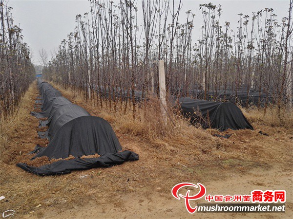 河南:九龙实业公司流转土地建立羊肚菌种植研