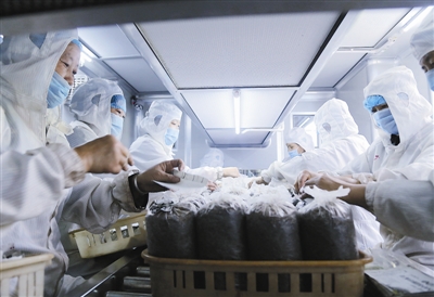 江西：農(nóng)業(yè)廢棄物育出綠色食用菌