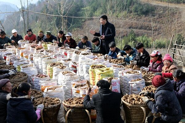 重慶：云陽縣“借土栽植烏天麻”技術喜獲成功