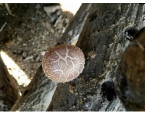 基地直供野生香菇干量大，欢迎来人来电咨询