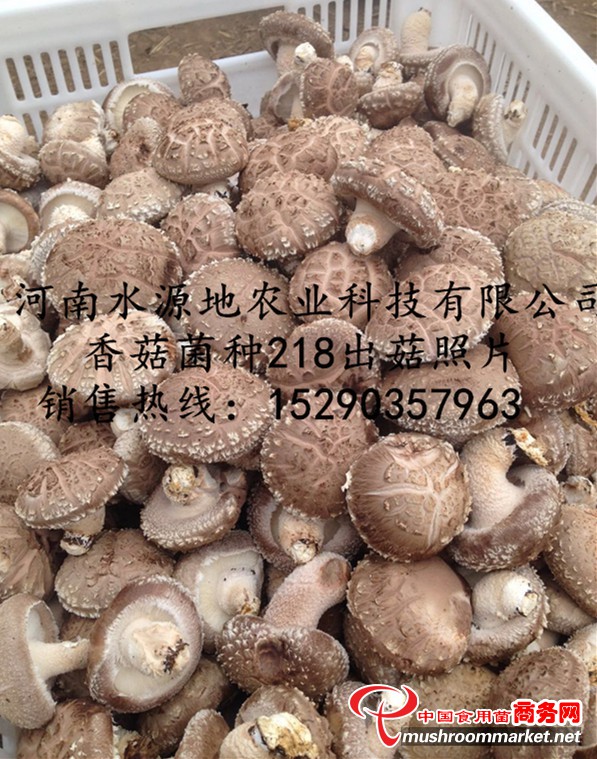 水源情香菇菌种218
