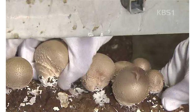 河南：松香菇和乳香菇将实现规模化生产