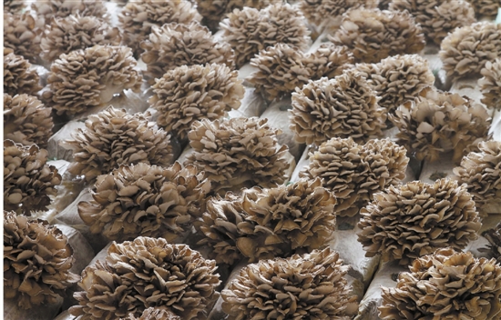 工厂化灰树花