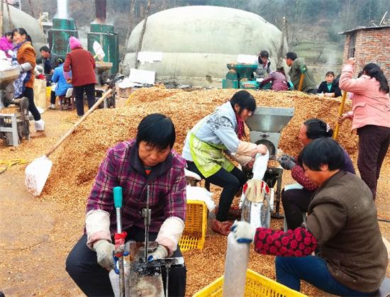 陕西：宁强县菇农利用冬闲时间开展反季节袋料香菇生产