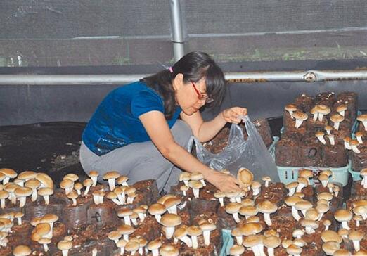 台湾：短期经济林木屑种植食用菌前景看好