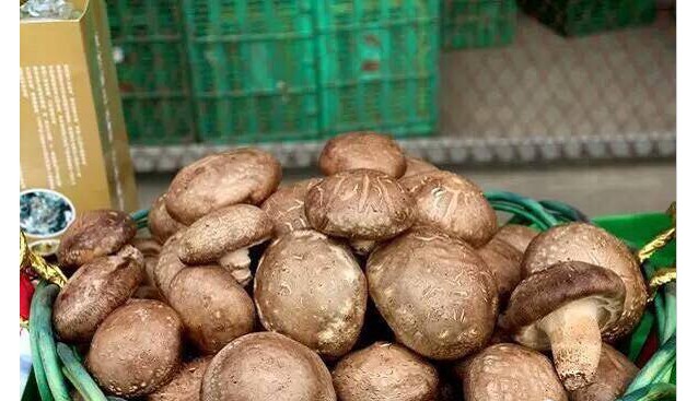 甘肅：徽縣依托自然資源優勢發展香菇木耳等食用菌
