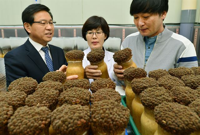 韩国：棕褐色新品种金针菇面市受到消费者欢迎