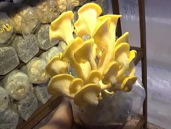 廣西：南寧北部灣現代農業公司成功試種“黃金菇”