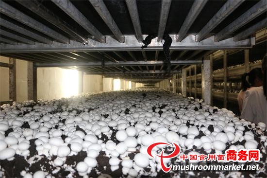 江蘇：連云港首家食用菌生產企業獲供港資質