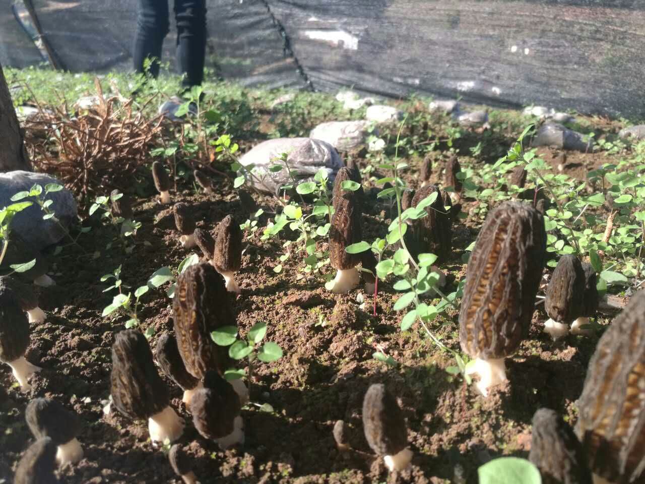 云南:保興羊肚菌基地現(xiàn)已大量出菇