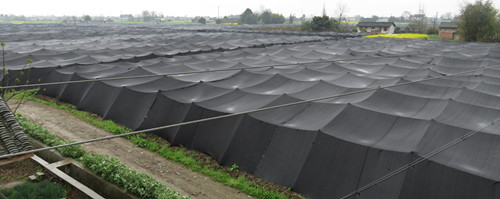 四川：綿陽保興羊肚菌基地現(xiàn)已陸續(xù)出菇