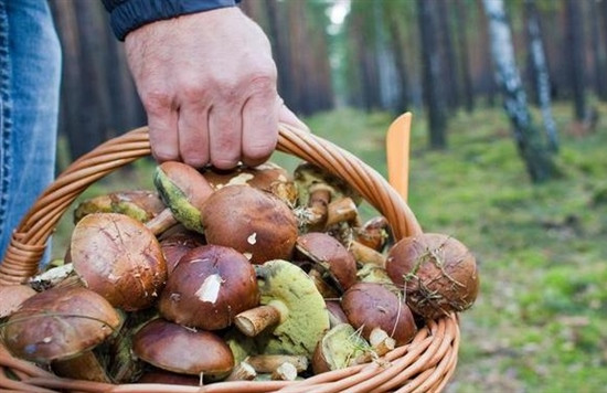 白俄罗斯：新林业法规定个人可免费采摘蘑菇等森林资源