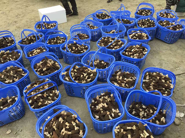 四川：江油羊肚菌基地采收繁忙