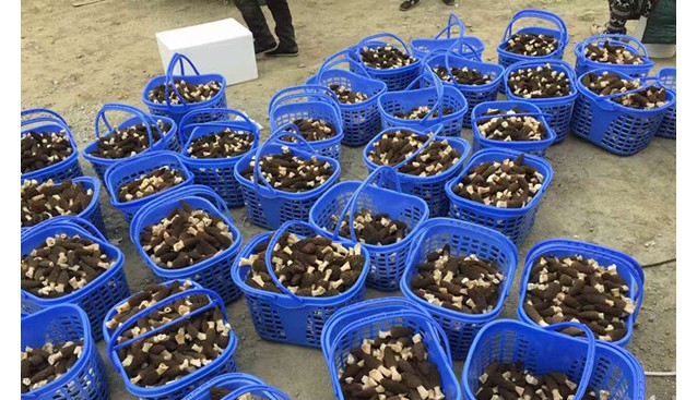 四川：江油羊肚菌基地采收繁忙