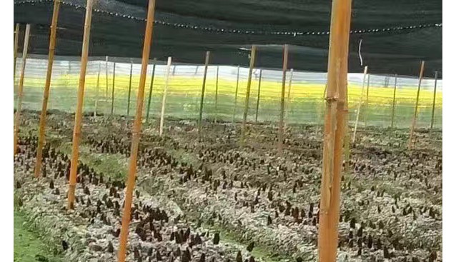 四川：綿陽遼安現代農業園區羊肚菌目前進入大量采收期