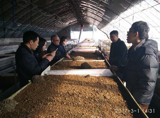 北京：京冀交流栽培技术 助推栗蘑产业发展