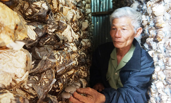 越南：家庭农场自产鲍鱼菇深受青睐