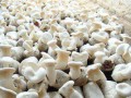 白灵菇为什么要疏蕾？