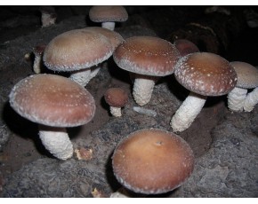 高温香菇良种