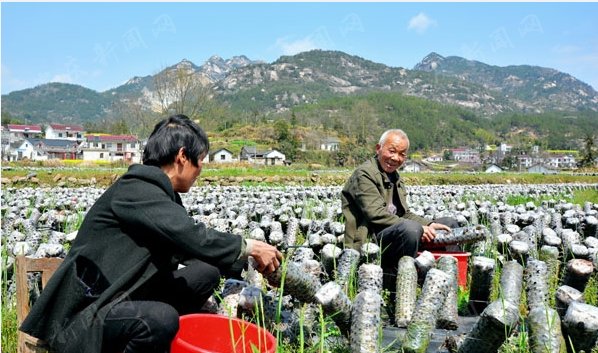 安徽：潜山县大力食用菌特色种植产业 助农脱贫致富