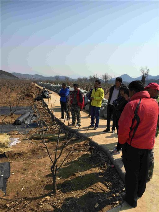 北京：市農技推廣站協助密云區進行黑木耳催芽