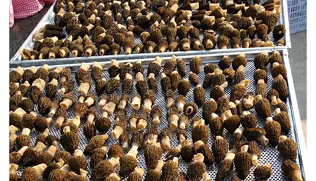 甘肅：甘南青藏高原腹地羊肚菌種植成功