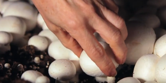 美国：Ostrom Mushrooms公司年产1500万磅食用菌