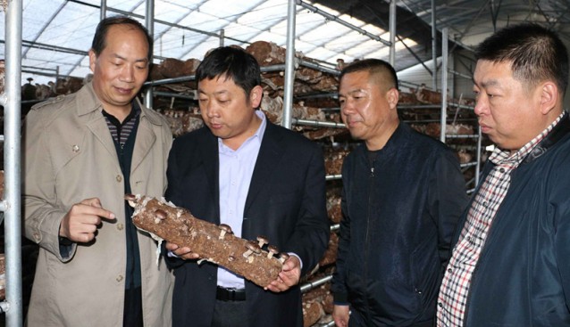 食用菌產業分會秘書長謝永信一行赴河北阜平縣考察食用菌產業發展情況