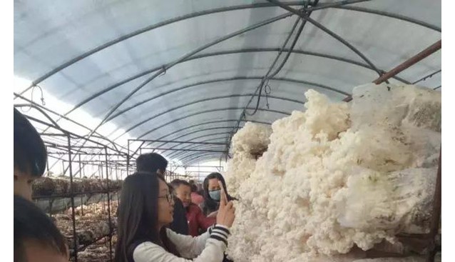 河北：承德平泉縣羊肚菌、雪玉松茸采摘活動上線