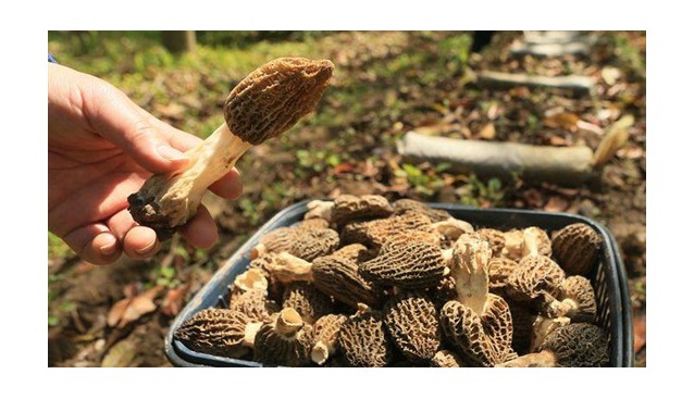 上海：珍貴食用菌品種羊肚菌在崇明試種成功