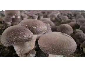 215香菇出菇图