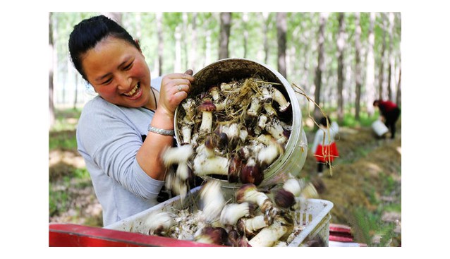 河南民權縣林下種植大球蓋菇 農民脫貧致富