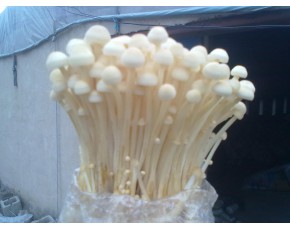 金针菇母种、原种、栽培种、菌棒
