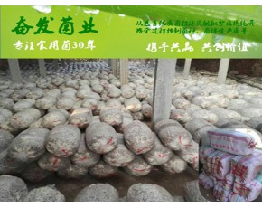 平菇 秀珍菇 榆黄菇 灵芝 猴头菇等菌类栽培种三级菌种