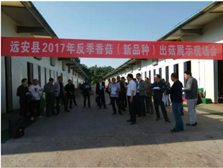 湖北：遠(yuǎn)安縣召開2017年反季香菇（新品種）出菇展示現(xiàn)場會
