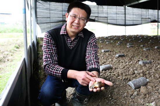 重庆：试种羊肚菌出菇 亩产值可达1.5万元
