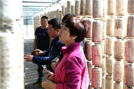 黑龙江：省市食用菌专家到嘉荫县送知识、 传技术