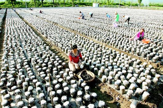 湖北：十堰房县发展耳菇产业助农增收