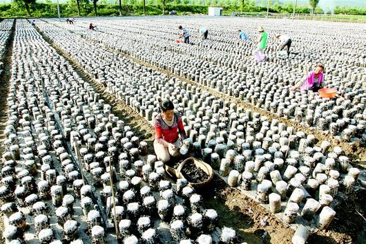 湖北：十堰房縣發展耳菇產業助農增收