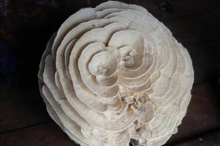 泰国现白色巨型毒蘑菇似玫瑰花 村民视作吉祥物