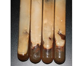 羊肚菌 菌种 母种 原种 栽培种 绒绒嘉园