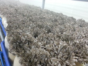 韓國舞茸已進入全面生產模式