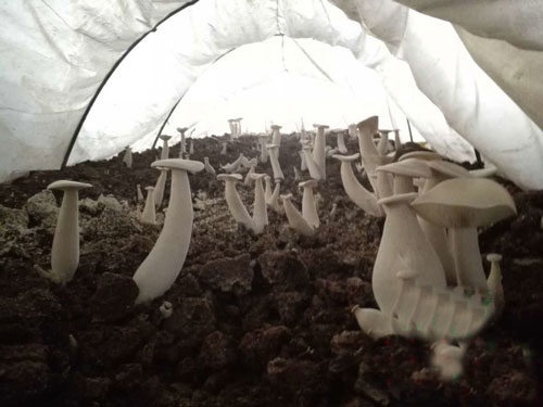 海南：八一總場英島農場社區金福菇喜獲豐收