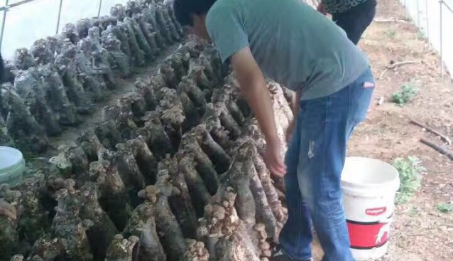 北京寶綠園生態農業發展農民專業合作社香菇采摘忙